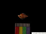 L_V22d6515 A16q576.2 T927 dM sh f245